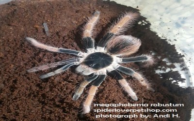 MEGAPHOBEMA ROBUSTUM JUVI FEMALE TARANTULA